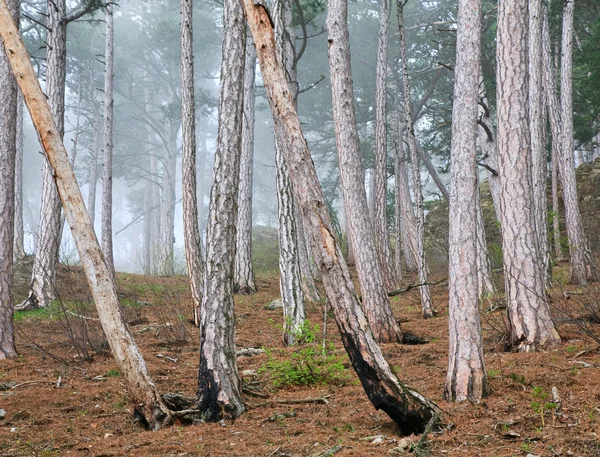 Summer misty pine forest on hill — Stock Photo, Image