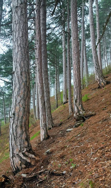 Sommaren Haze Skog Med Tallar Kulle Petri Berg Krim Ukraina — Stockfoto