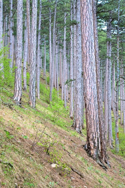 Zomer dennenbos op heuvel — Stockfoto