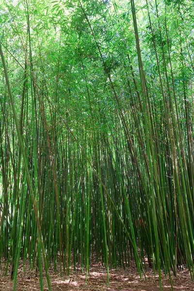 High green trunk of bamboo plant \