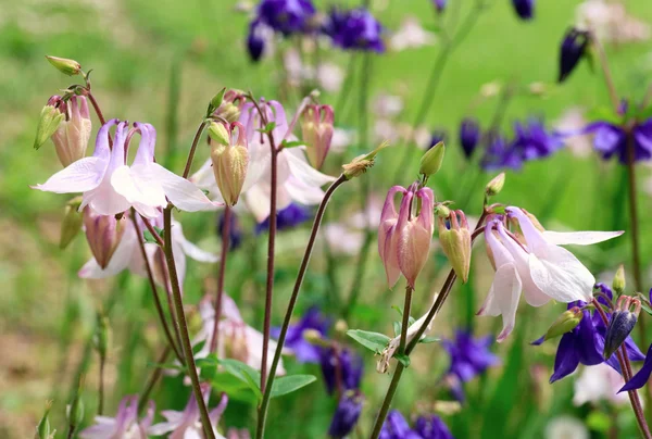 Flores violetas y blancas —  Fotos de Stock