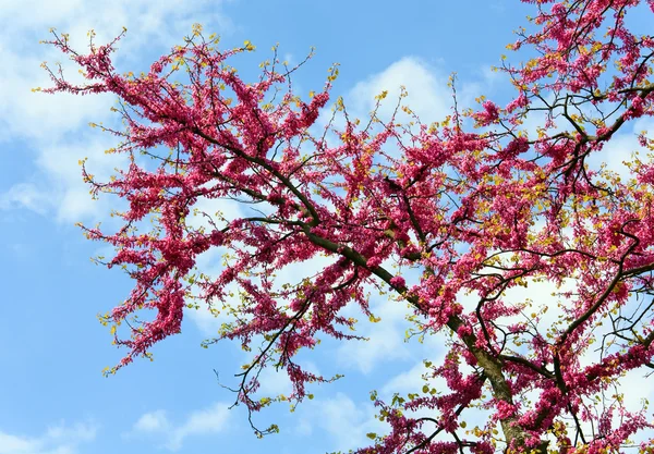 Blossom Träd Cercis Siliquastrum Med Röda Blommor Blå Himmel Bakgrund — Stockfoto