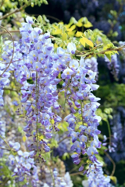 Planta Flor Wisteria Sinensis Con Las Flores Violetas Parque Primaveral — Foto de Stock