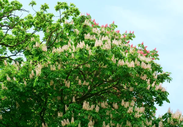 Άνθος Καστανιάς Δέντρο Λευκά Λουλούδια Στο Φόντο Του Ουρανού — Φωτογραφία Αρχείου