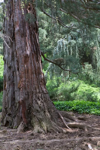 Parte Basal Del Tronco Del Antiguo Árbol Secuoya Majestuoso Sequoiadendron — Foto de Stock