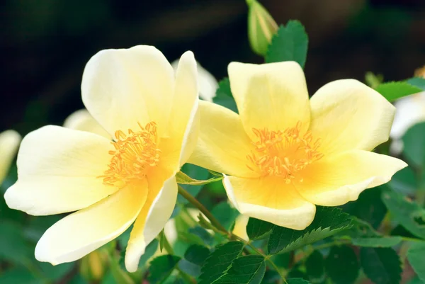 Prachtige Lente Bush Met Gele Bloemen Macro — Stockfoto