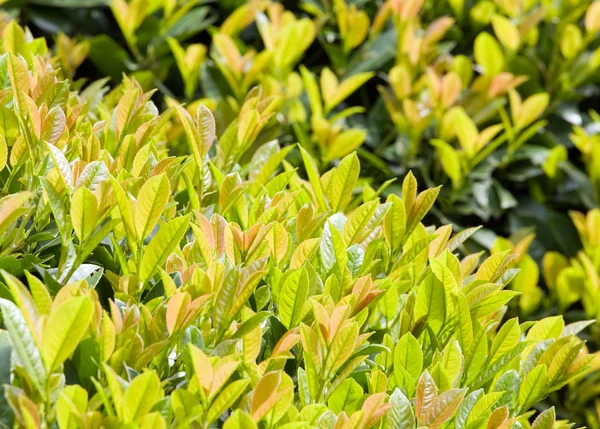 Arbusto Primavera Verde Parque Fundo Natureza — Fotografia de Stock