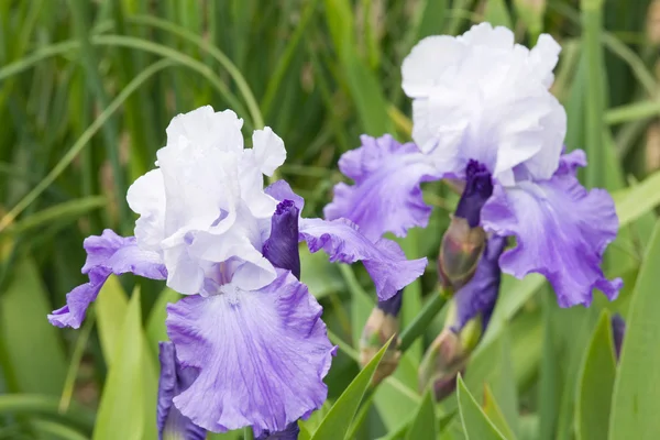 Flor de iris — Foto de Stock