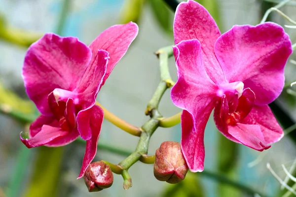 stock image Orchid flower