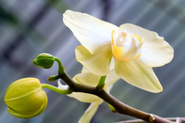 Vacker Gul Orkidé Blommor Makro — Stockfoto