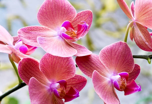 Belas Flores Orquídea Rosa Alaranjadas Macro — Fotografia de Stock