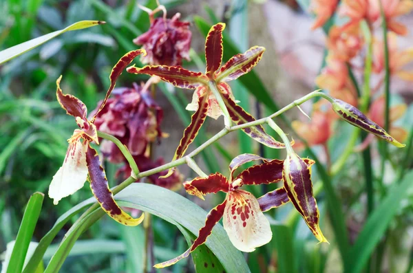 Bellissimo Grappolo Fiori Orchidea Blotchy Giallo Bordeaux Macro — Foto Stock