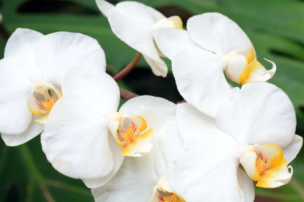 Schöne Weiße Orchideenblüten Cluster Makro — Stockfoto
