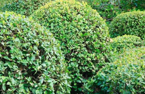 Spheric Busha — Zdjęcie stockowe