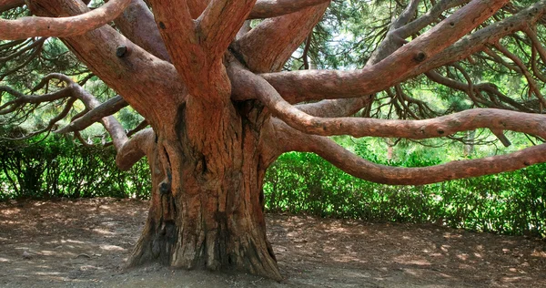 Herdem yeşil kırmızı ağaç "kocayemiş andrachne" (Kırım, Ukrayna) — Stok fotoğraf