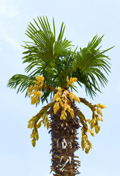 Deel Van Bloeiende Palm Tree Geïsoleerd Witte Achtergrond — Stockfoto