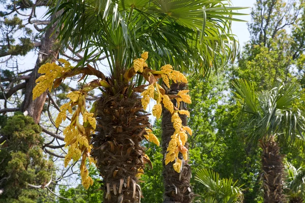 Palmiye ağacı çiçek — Stok fotoğraf