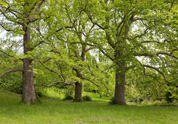 stock image Majestic plane trees on green summer glade.