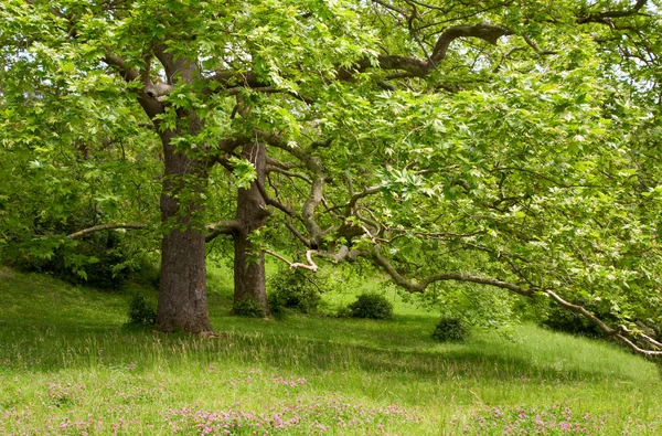 Two Majestic Plane Trees Green Summer Glade — Stock Photo, Image