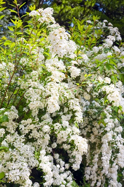 Квітучий Весняний Кущ Білими Квітами Природний Фон — стокове фото