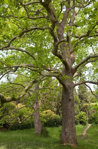 緑の夏 Glade つの壮大なプラタナス — ストック写真