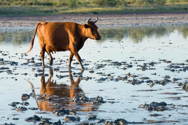 Koe gaan door moeras — Stockfoto