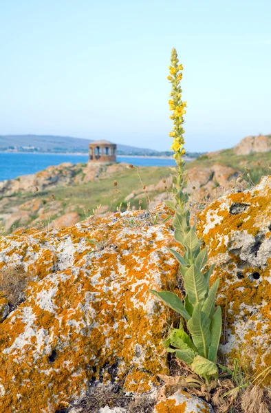 黄色花 岩石夏季海岸线和海角亭 — 图库照片