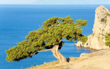 Juniper tree on rock on sea surface background (