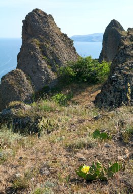 Karadağ (Rezerv Antik sönmüş yanardağ - Kırım, Ukrayna yere) görünümü ve sarı çiçek çiçek açması kaktüs.