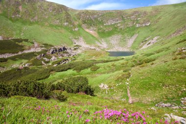 Rhododendron flowers and mountain lake clipart