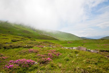 Pink rhododendron flowers on summer mountainside and cloud on top of hill(Ukraine, Carpathian Mountains) clipart