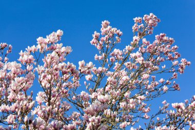 Magnolia-tree clipart