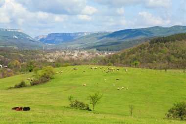 dağ tepe köyü yakınlarında koyun sürüsü