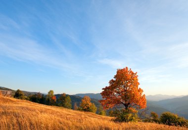 Lonely autumn tree on Carpathian mountainside (and evening sky with some clouds). clipart