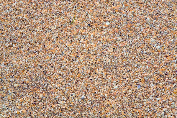Cockleshell 湿海背景 — 图库照片