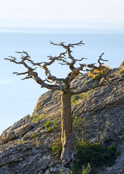Árvore e costa — Fotografia de Stock