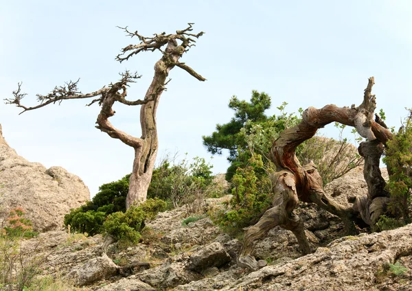 Withered juniper tree on sky background — Stock Photo, Image