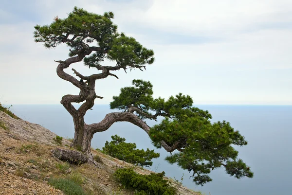 Juniper Tree Rock Novyj Svit Reserv Krim Ukraina — Stockfoto