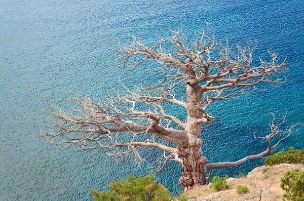 Withered juniper tree on sea background — Stock Photo, Image