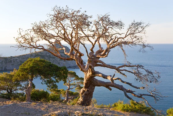 Tree and coast and evening — Stock Photo, Image