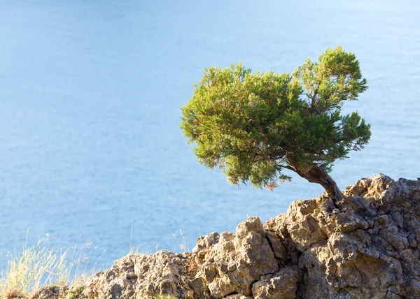 Juniper tree op rots op zee oppervlakte achtergrond — Stockfoto