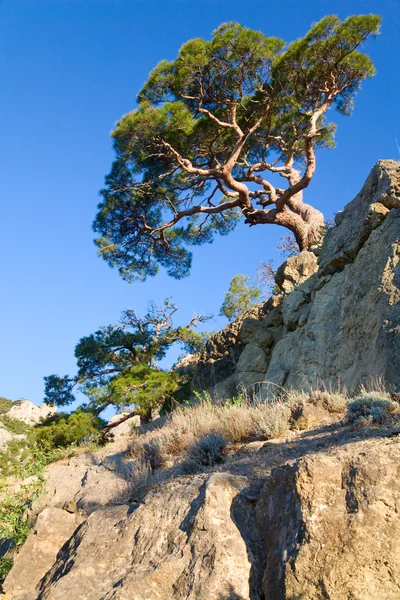 Ardıç Ağacı Kaya Üzerinde Gökyüzü Arka Plan Novyj Svit Rezerv — Stok fotoğraf