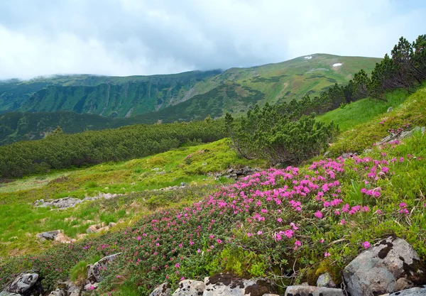 在夏天山腰 乌克兰 喀尔巴阡山脉上粉红色杜鹃花 — 图库照片