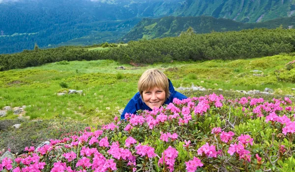 Βουνό rhododendron άνθηση — Φωτογραφία Αρχείου