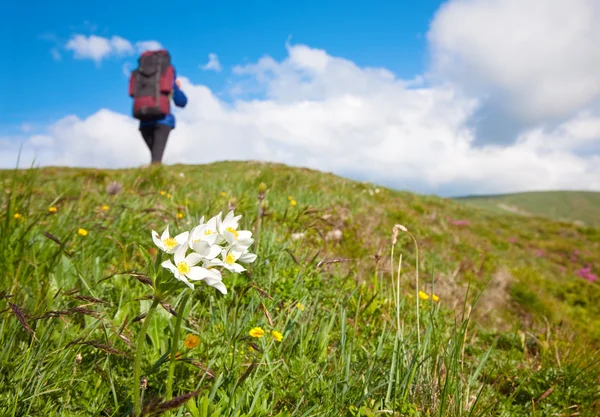 Kvinna Med Turist Ränsel Sommaren Blommande Berg Ukraina Karpaterna — Stockfoto