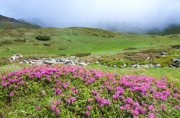 Λουλούδια Ροζ Rhododendron Στο Καλοκαίρι Βουνοπλαγιά Ουκρανία Καρπάθια Όρη — Φωτογραφία Αρχείου