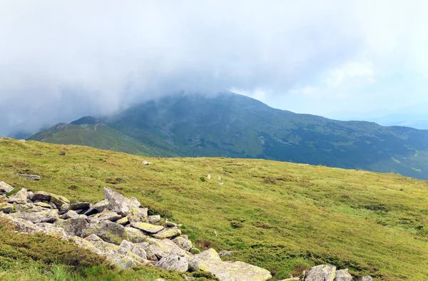 Krzak Jałowca Dużych Kamieni Zboczu Góry Lato Ukraina Karpaty — Zdjęcie stockowe
