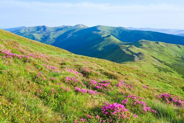 Квіти Рододендрона в літній горі — стокове фото