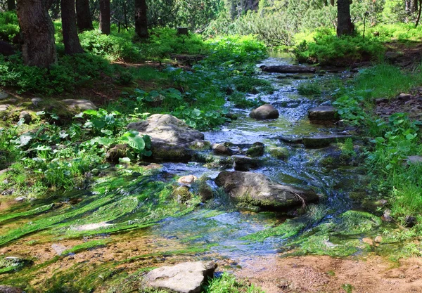 Stream in zomer bos — Stockfoto
