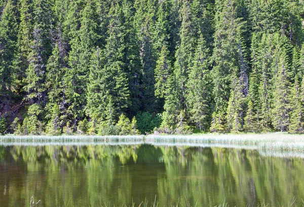 Літнє гірське лісове озеро — стокове фото